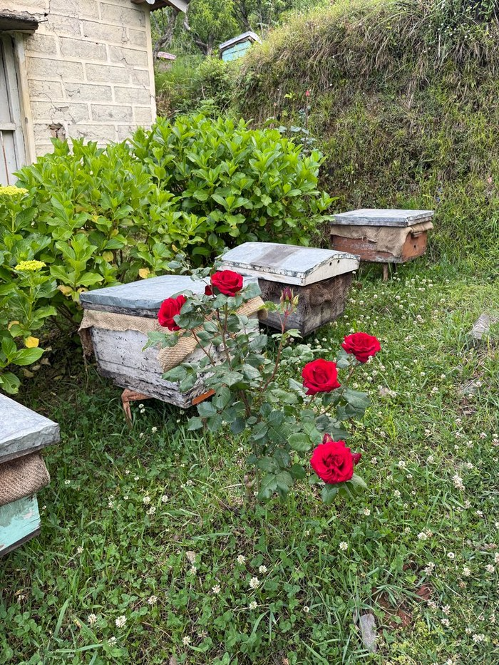 The forests of Kumaon where OakBee honey begins